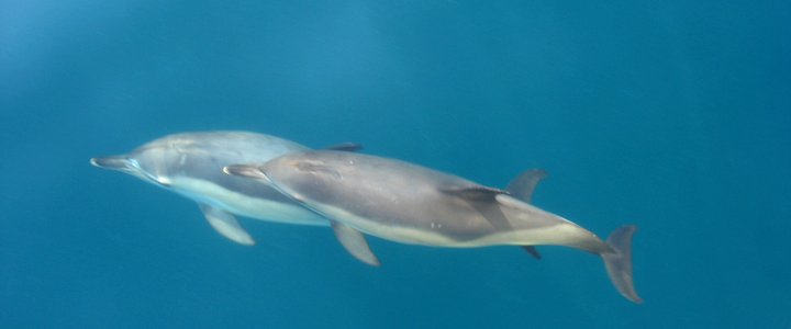 Jadranska pustolovina